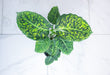 The Plant Farm® Houseplants Dieffenbachia Reflector, 4" Plant
