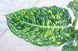 The Plant Farm® Houseplants Dieffenbachia Reflector, 4" Plant