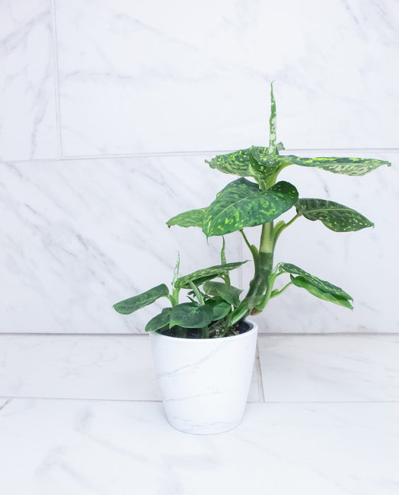 The Plant Farm® Houseplants Dieffenbachia Reflector, 4" Plant