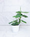 The Plant Farm® Houseplants Dieffenbachia Reflector, 4" Plant