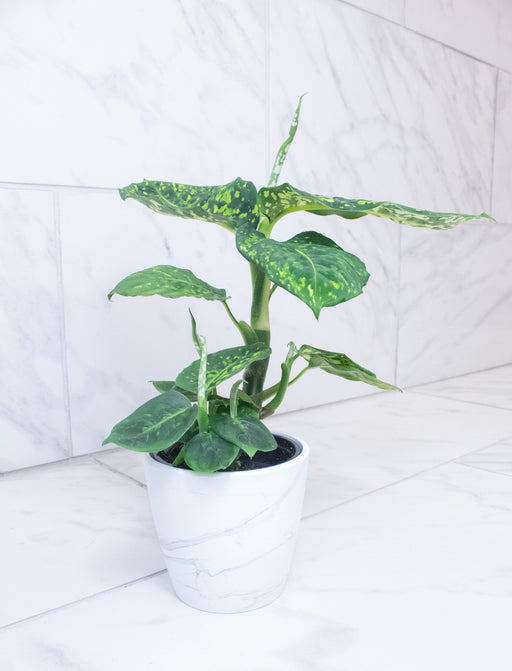 The Plant Farm® Houseplants Dieffenbachia Reflector, 4" Plant