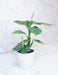 The Plant Farm® Houseplants Dieffenbachia Reflector, 4" Plant