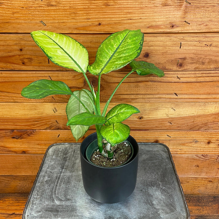 The Plant Farm® Houseplants Dieffenbachia Rudolph Roehrs, 4" Plant