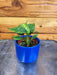 The Plant Farm® Houseplants Dieffenbachia Starbright, 2" Plant