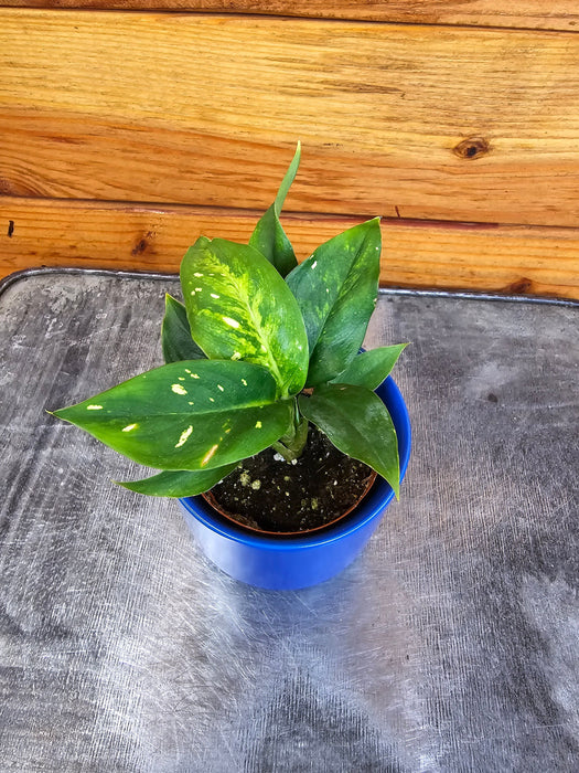 The Plant Farm® Houseplants Dieffenbachia Starbright, 2" Plant