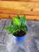 The Plant Farm® Houseplants Dieffenbachia Starbright, 2" Plant