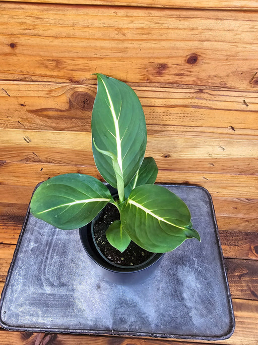 The Plant Farm® Houseplants Dieffenbachia Sterling, 4" Plant