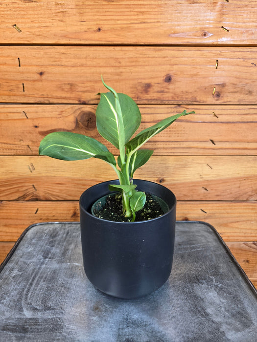 The Plant Farm® Houseplants Dieffenbachia Sterling, 4" Plant