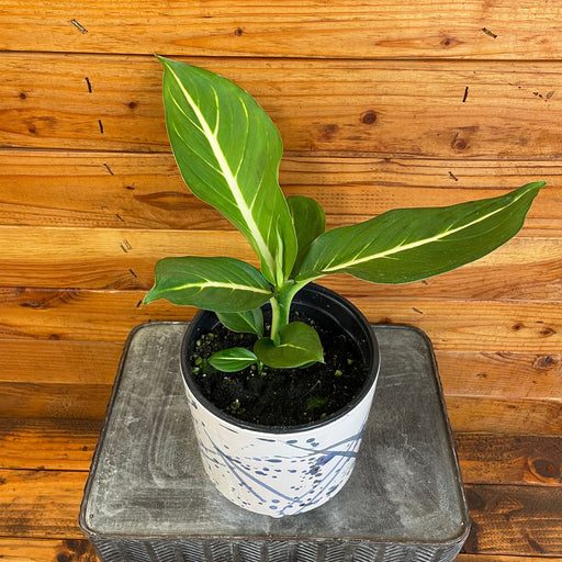 The Plant Farm® Houseplants Dieffenbachia Sterling, 6" Plant