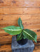 The Plant Farm® Houseplants Dieffenbachia Sterling, 6" Plant