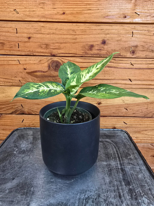 The Plant Farm® Houseplants Dieffenbachia Sublime, 4" Plant