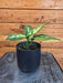 The Plant Farm® Houseplants Dieffenbachia Sublime, 4" Plant