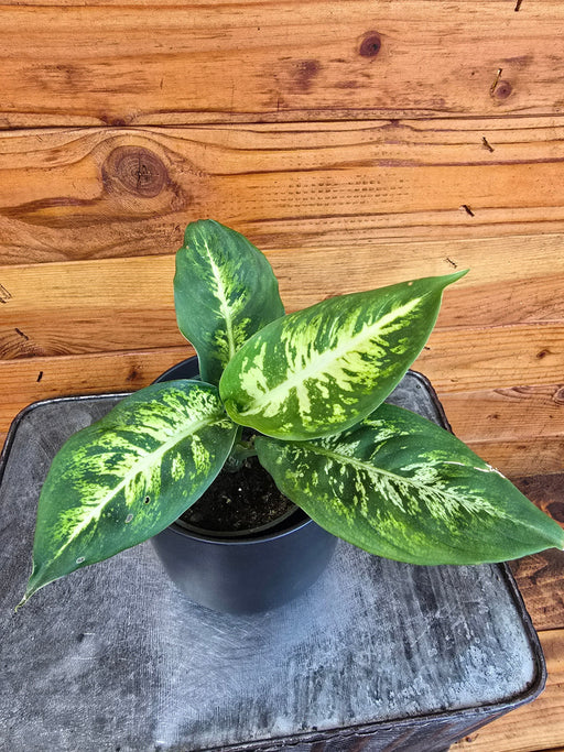 The Plant Farm® Houseplants Dieffenbachia Sublime, 4" Plant