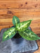 The Plant Farm® Houseplants Dieffenbachia Sublime, 4" Plant