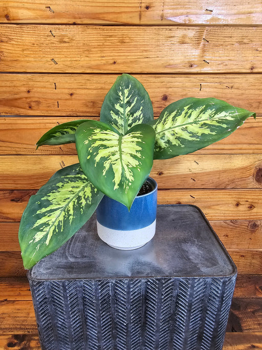 The Plant Farm® Houseplants Dieffenbachia Tropic Snow, 4" Plant