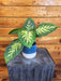 The Plant Farm® Houseplants Dieffenbachia Tropic Snow, 4" Plant