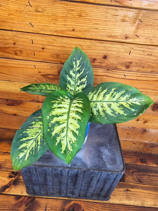 The Plant Farm® Houseplants Dieffenbachia Tropic Snow, 4" Plant