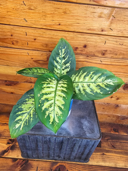 The Plant Farm® Houseplants Dieffenbachia Tropic Snow, 4" Plant