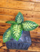 The Plant Farm® Houseplants Dieffenbachia Tropic Snow, 4" Plant