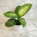 The Plant Farm® Houseplants Dieffenbachia Tropic Snow, 6" Plant