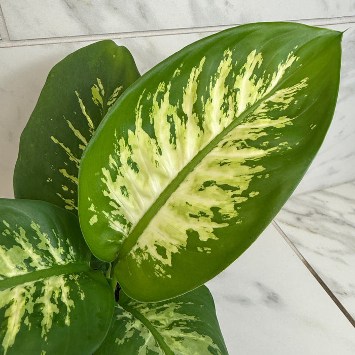 The Plant Farm® Houseplants Dieffenbachia Tropic Snow, 6" Plant