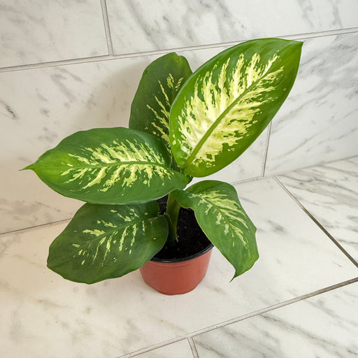 The Plant Farm® Houseplants Dieffenbachia Tropic Snow, 6" Plant
