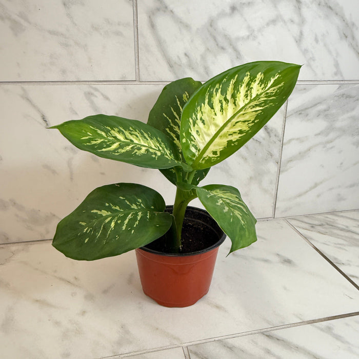 The Plant Farm® Houseplants Dieffenbachia Tropic Snow, 6" Plant