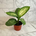 The Plant Farm® Houseplants Dieffenbachia Tropic Snow, 6" Plant