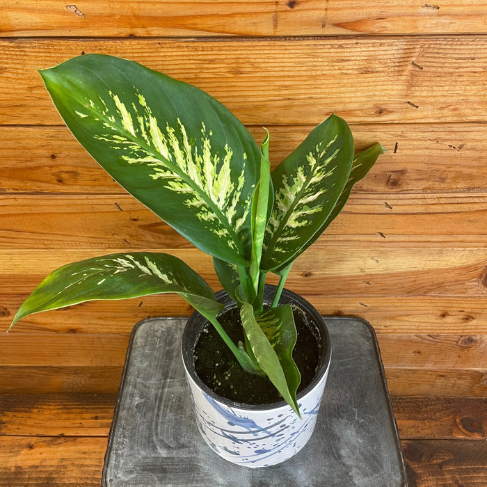 The Plant Farm® Houseplants Dieffenbachia Tropic Snow, 6" Plant