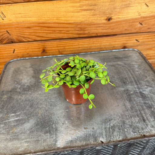 The Plant Farm® Houseplants Dischidia Nummularia String of Nickels, 2" Plant