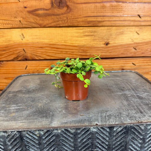 The Plant Farm® Houseplants Dischidia Nummularia String of Nickels, 2" Plant