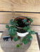 The Plant Farm® Houseplants Dischidia Platyphylla - Pick Your Plant, 4" Plant