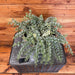 The Plant Farm® Houseplants Dischidia Ruscifolia Variegated Million Hearts-Pick Your Plant, 6" Plant