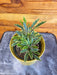 The Plant Farm® Houseplants Dizygotheca Elegantissima Bianca, 4" Plant