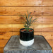 The Plant Farm® Houseplants Dizygotheca Elegantissima False Aralia, 4" Plant