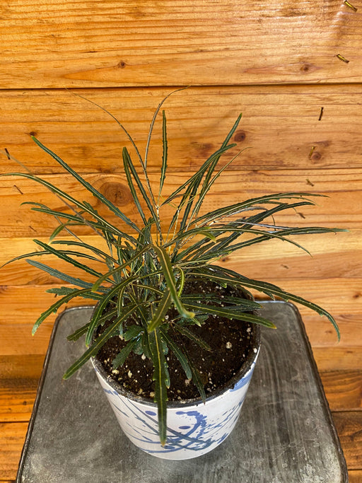 The Plant Farm® Houseplants Dizygotheca Elegantissima False Aralia, 6" Plant