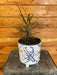 The Plant Farm® Houseplants Dizygotheca Elegantissima False Aralia, 6" Plant
