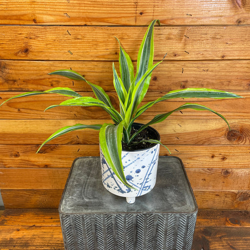 The Plant Farm® Houseplants Dracaena Deremensis Lemon Lime, 6" Plant