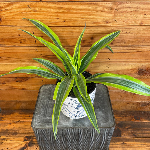 The Plant Farm® Houseplants Dracaena Deremensis Lemon Lime, 6" Plant