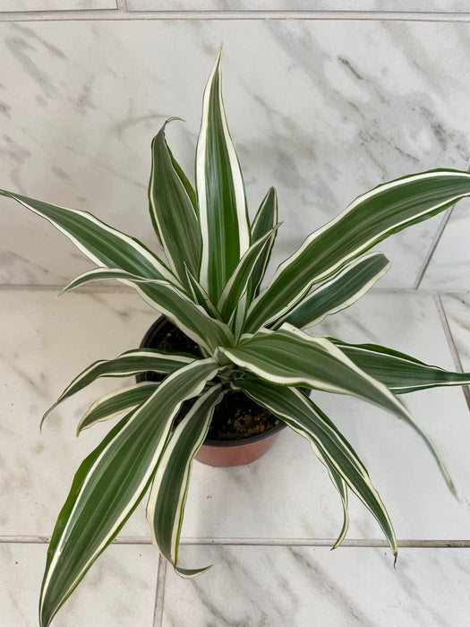The Plant Farm® Houseplants Dracaena Deremensis White Stripe, 6" Plant