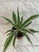The Plant Farm® Houseplants Dracaena Deremensis White Stripe, 6" Plant