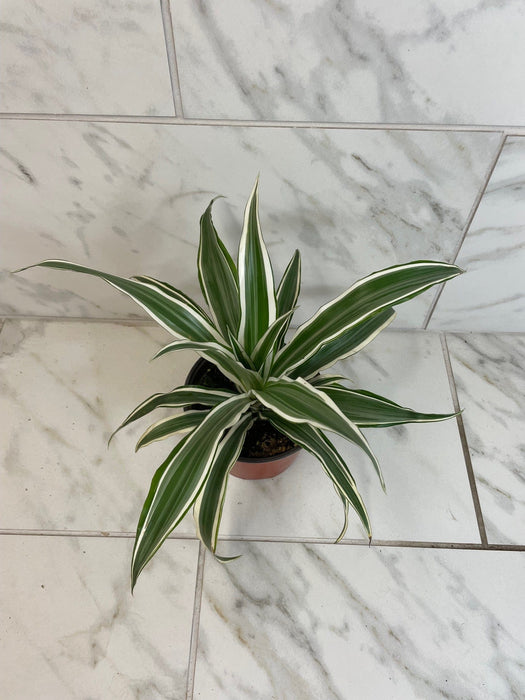 The Plant Farm® Houseplants Dracaena Deremensis White Stripe, 6" Plant