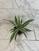 The Plant Farm® Houseplants Dracaena Deremensis White Stripe, 6" Plant