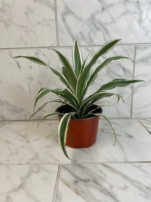 The Plant Farm® Houseplants Dracaena Deremensis White Stripe, 6" Plant
