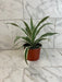 The Plant Farm® Houseplants Dracaena Deremensis White Stripe, 6" Plant