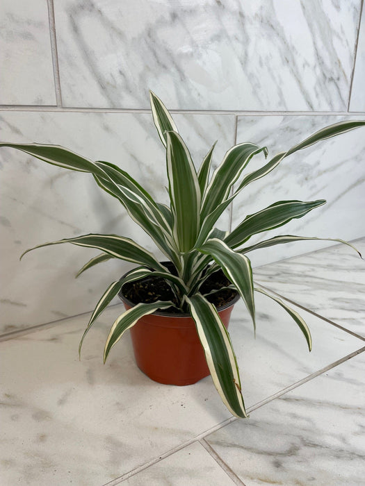 The Plant Farm® Houseplants Dracaena Deremensis White Stripe, 6" Plant