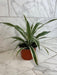 The Plant Farm® Houseplants Dracaena Deremensis White Stripe, 6" Plant