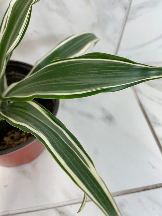 The Plant Farm® Houseplants Dracaena Deremensis White Stripe, 6" Plant