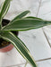 The Plant Farm® Houseplants Dracaena Deremensis White Stripe, 6" Plant