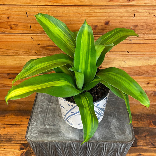 The Plant Farm® Houseplants Dracaena Fragrans Massangeana, 6" Plant